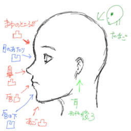 横から見た顔 体 個人的な絵の描き方とか