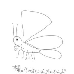 美しい花の画像 最高かつ最も包括的な羽 イラスト 書き方