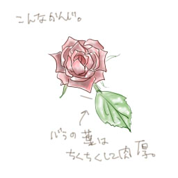 バラ の 花びら イラスト 無料素材アイコン